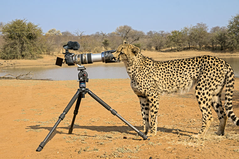 fotosafari mit benny rebel durch suedafrika