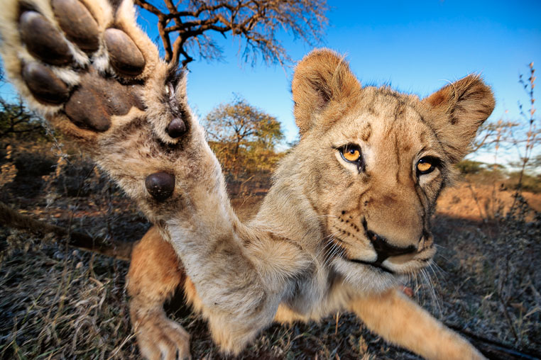 fotosafari mit benny rebel durch suedafrika