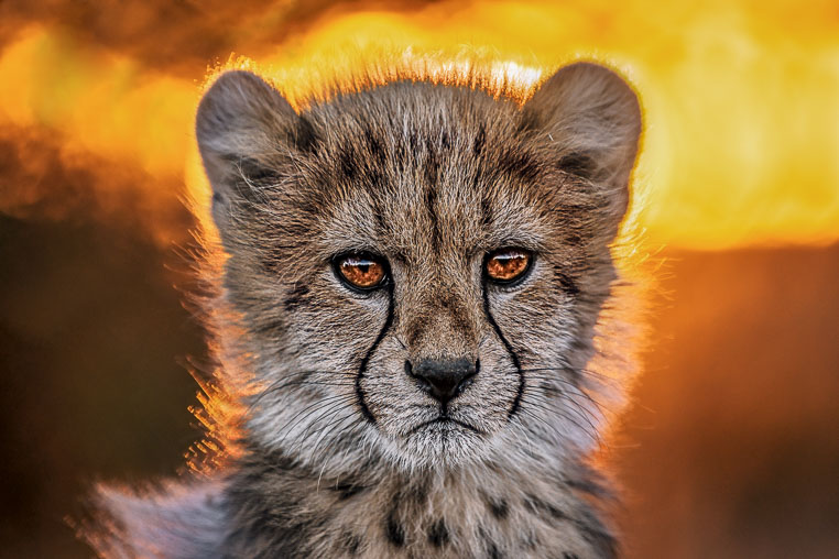 fotosafari mit benny rebel durch suedafrika