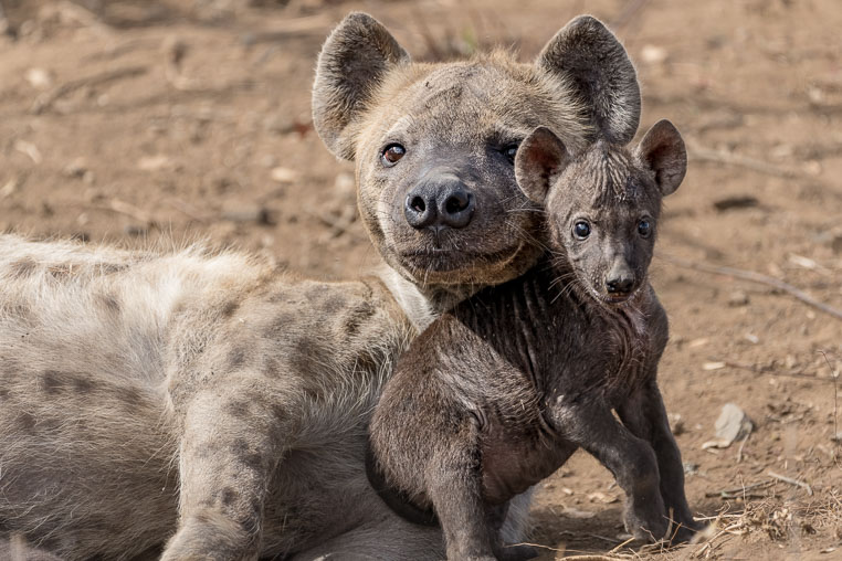 fotosafari mit benny rebel durch suedafrika