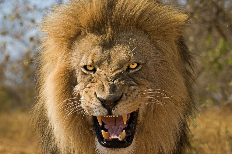 fotosafari mit benny rebel durch suedafrika