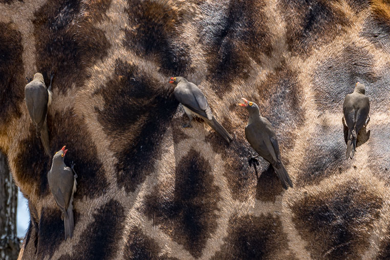 fotosafari mit benny rebel durch suedafrika