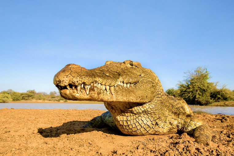 fotosafari mit benny rebel durch suedafrika