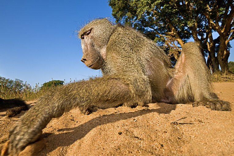 fotosafari mit benny rebel durch suedafrika