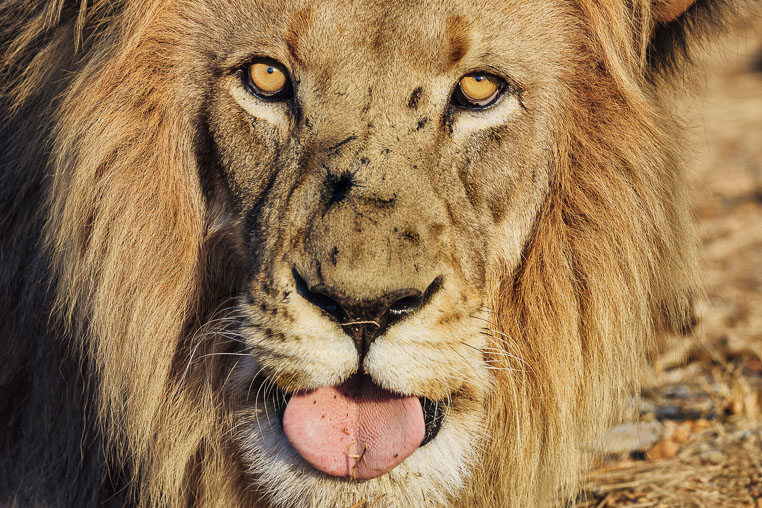 fotosafari mit benny rebel durch suedafrika