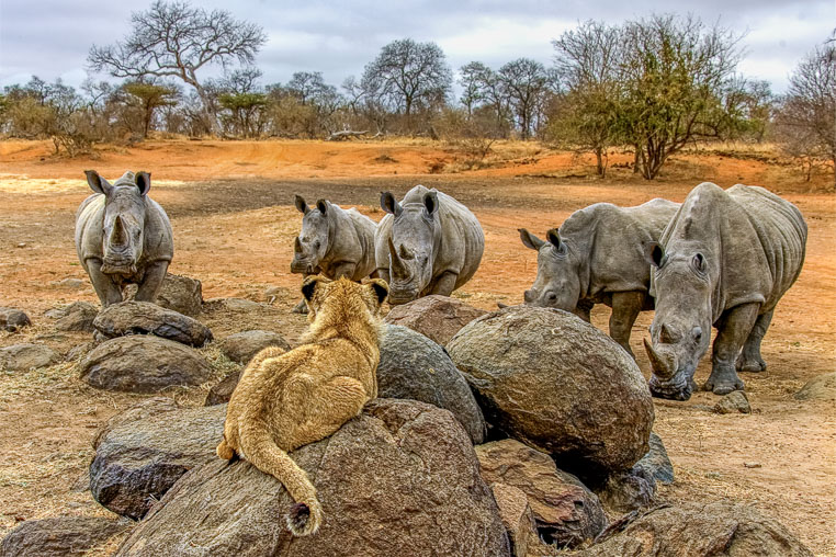 fotosafari mit benny rebel durch suedafrika