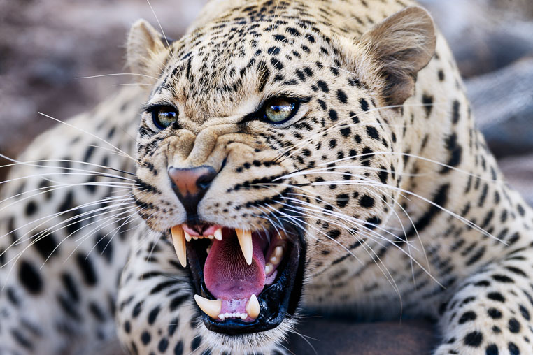 fotosafari mit benny rebel durch suedafrika