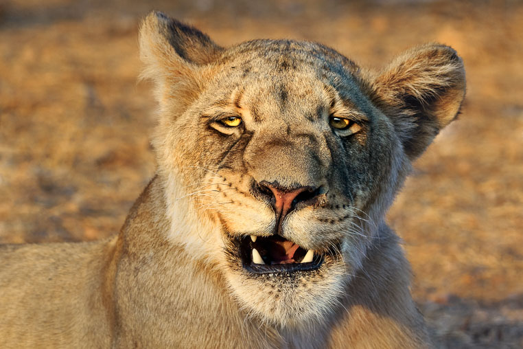 fotosafari mit benny rebel durch suedafrika