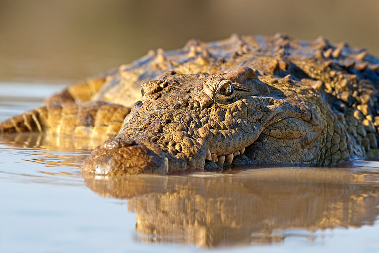 fotosafari mit benny rebel durch suedafrika