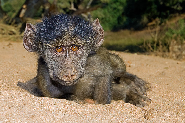fotosafari mit benny rebel durch suedafrika