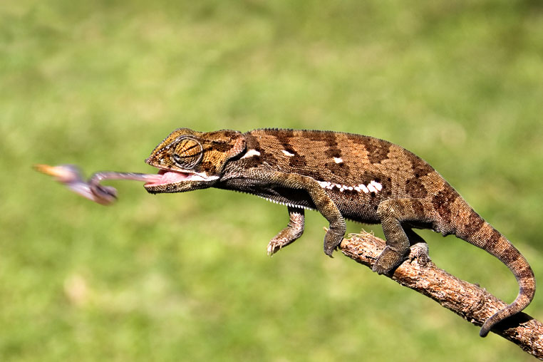 fotosafari mit benny rebel durch suedafrika