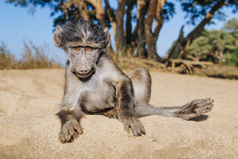 fotosafari mit benny rebel durch suedafrika