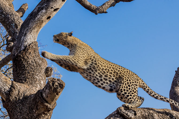 fotosafari mit benny rebel durch suedafrika