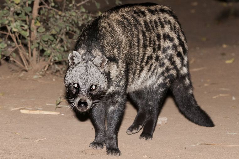 fotosafari mit benny rebel durch suedafrika