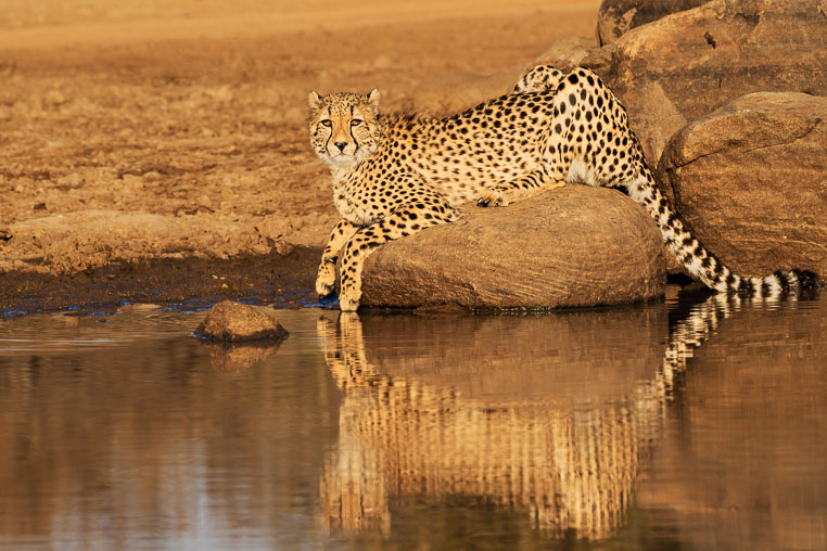 fotosafari mit benny rebel durch suedafrika