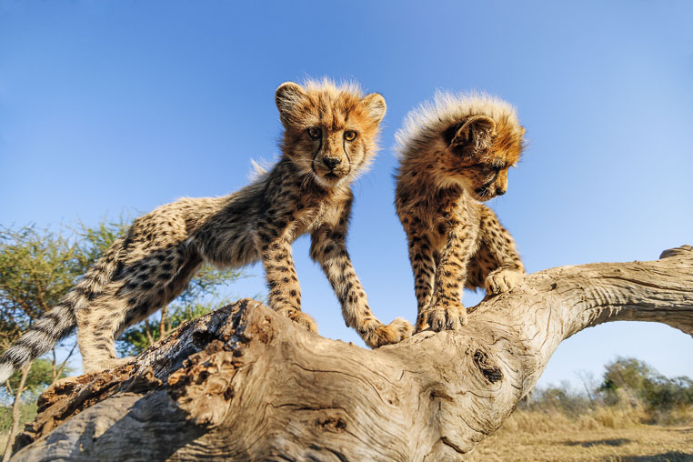 fotosafari mit benny rebel durch suedafrika
