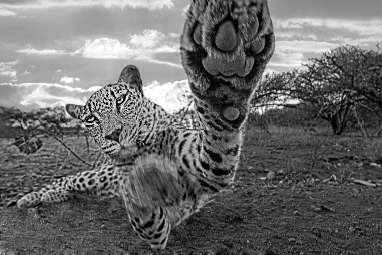 fotosafari mit benny rebel durch suedafrika