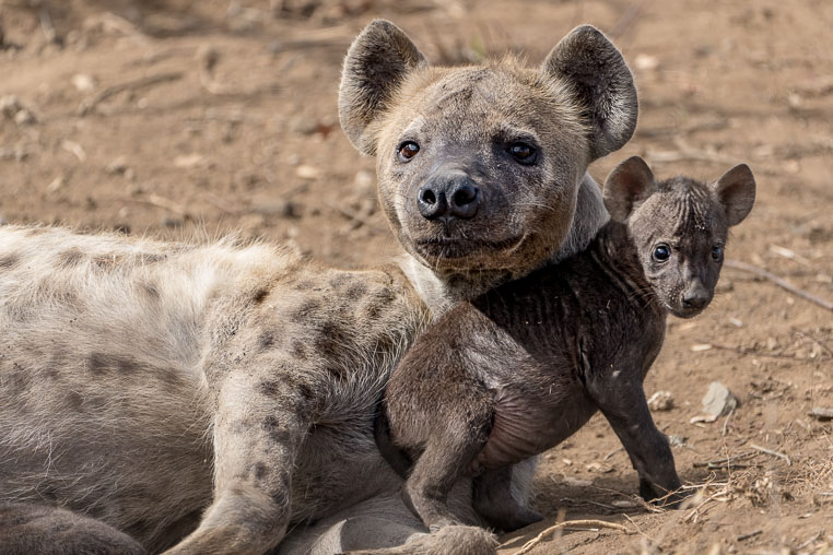 fotosafari mit benny rebel durch suedafrika