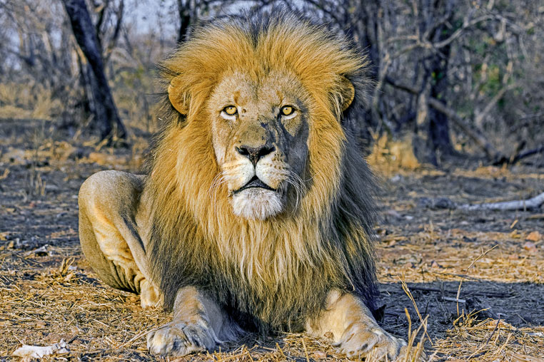 fotosafari mit benny rebel durch suedafrika