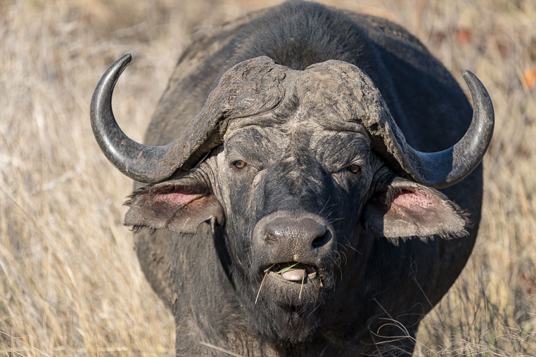 fotosafari mit benny rebel durch suedafrika