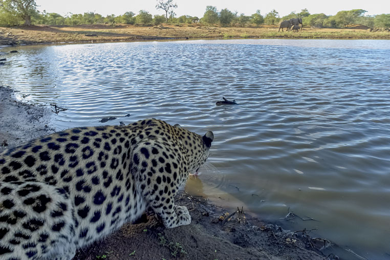 fotosafari mit benny rebel durch suedafrika