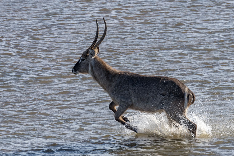 fotosafari mit benny rebel durch suedafrika