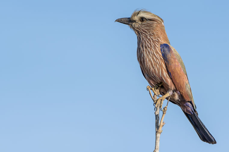 fotosafari mit benny rebel durch suedafrika