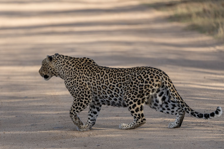 fotosafari mit benny rebel durch suedafrika