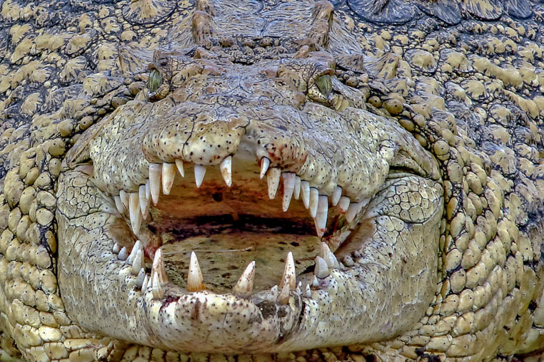 fotosafari mit benny rebel durch suedafrika