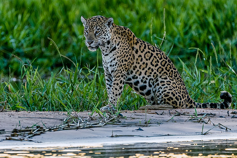 Bilder von Brasiliens Pantanal. Aufgenommen von Benny Rebel auf der Fotosafari 2018 durch das Pantanal. Fotoreisen mit Benny Rebel.
www.Fotosafari-Fotoreise.de