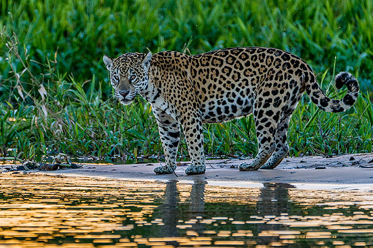 Bilder von Brasiliens Pantanal. Aufgenommen von Benny Rebel auf der Fotosafari 2018 durch das Pantanal. Fotoreisen mit Benny Rebel.
www.Fotosafari-Fotoreise.de