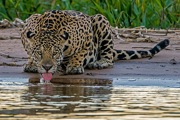 Bilder von Brasiliens Pantanal. Aufgenommen von Benny Rebel auf der Fotosafari 2018 durch das Pantanal. Fotoreisen mit Benny Rebel.
www.Fotosafari-Fotoreise.de