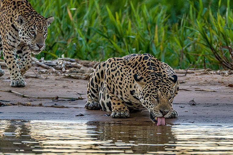 Bilder von Brasiliens Pantanal. Aufgenommen von Benny Rebel auf der Fotosafari 2018 durch das Pantanal. Fotoreisen mit Benny Rebel.
www.Fotosafari-Fotoreise.de