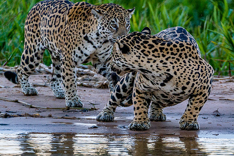 Bilder von Brasiliens Pantanal. Aufgenommen von Benny Rebel auf der Fotosafari 2018 durch das Pantanal. Fotoreisen mit Benny Rebel.
www.Fotosafari-Fotoreise.de