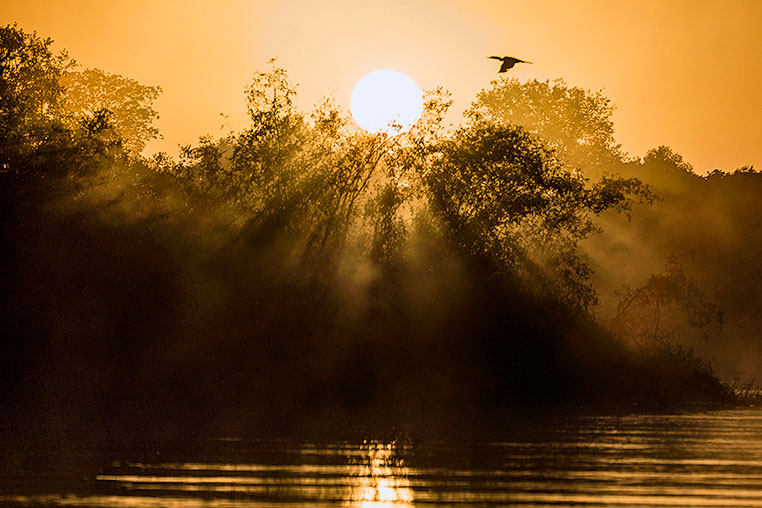 Bilder von Brasiliens Pantanal. Aufgenommen von Benny Rebel auf der Fotosafari 2018 durch das Pantanal. Fotoreisen mit Benny Rebel.
www.Fotosafari-Fotoreise.de
