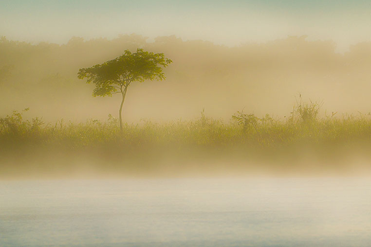 Bilder von Brasiliens Pantanal. Aufgenommen von Benny Rebel auf der Fotosafari 2018 durch das Pantanal. Fotoreisen mit Benny Rebel.
www.Fotosafari-Fotoreise.de