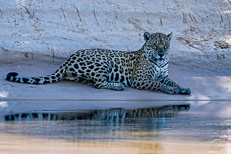 Bilder von Brasiliens Pantanal. Aufgenommen von Benny Rebel auf der Fotosafari 2018 durch das Pantanal. Fotoreisen mit Benny Rebel.
www.Fotosafari-Fotoreise.de