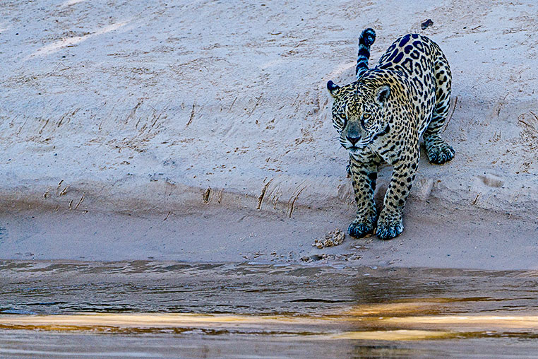 Bilder von Brasiliens Pantanal. Aufgenommen von Benny Rebel auf der Fotosafari 2018 durch das Pantanal. Fotoreisen mit Benny Rebel.
www.Fotosafari-Fotoreise.de