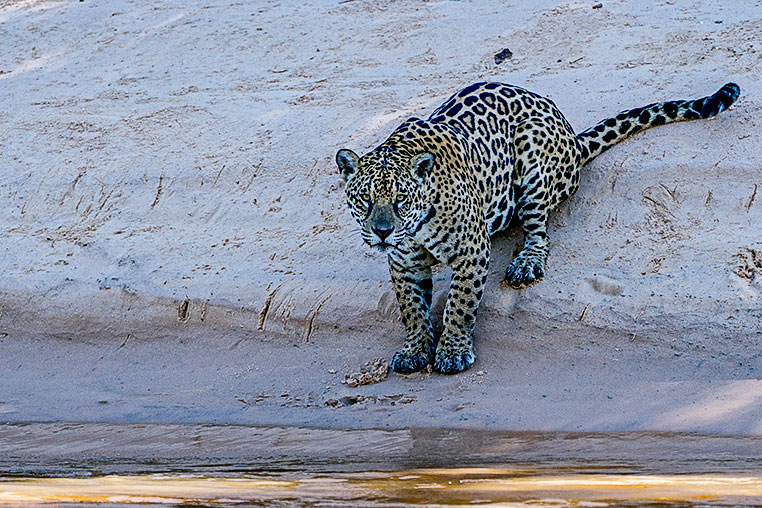 Bilder von Brasiliens Pantanal. Aufgenommen von Benny Rebel auf der Fotosafari 2018 durch das Pantanal. Fotoreisen mit Benny Rebel.
www.Fotosafari-Fotoreise.de