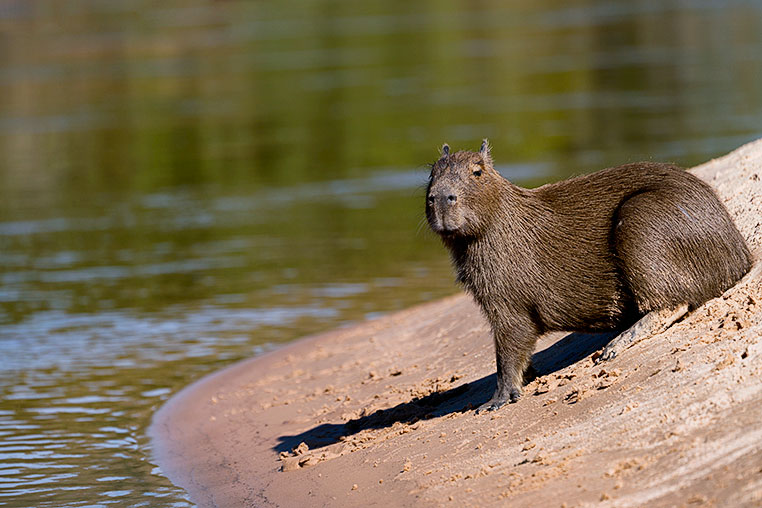 Bilder von Brasiliens Pantanal. Aufgenommen von Benny Rebel auf der Fotosafari 2018 durch das Pantanal. Fotoreisen mit Benny Rebel.
www.Fotosafari-Fotoreise.de