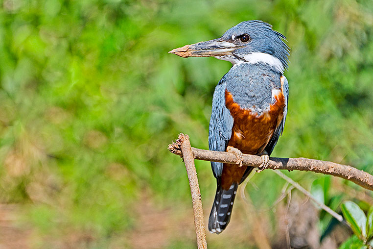 Bilder von Brasiliens Pantanal. Aufgenommen von Benny Rebel auf der Fotosafari 2018 durch das Pantanal. Fotoreisen mit Benny Rebel.
www.Fotosafari-Fotoreise.de