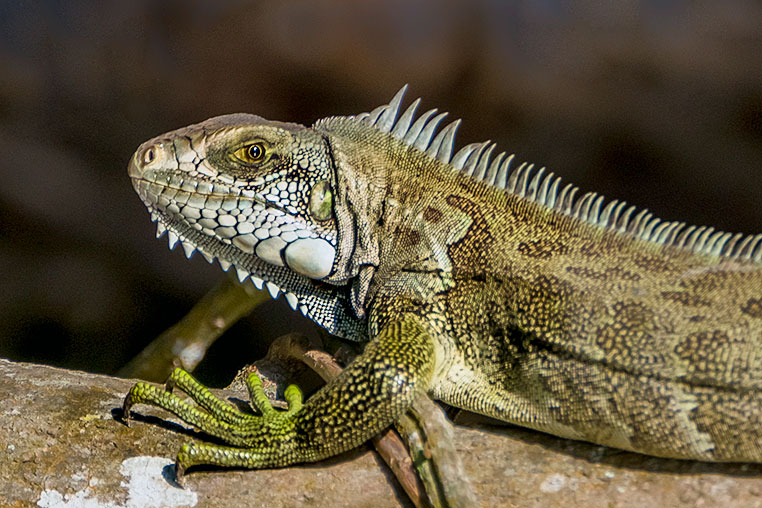 Bilder von Brasiliens Pantanal. Aufgenommen von Benny Rebel auf der Fotosafari 2018 durch das Pantanal. Fotoreisen mit Benny Rebel.
www.Fotosafari-Fotoreise.de