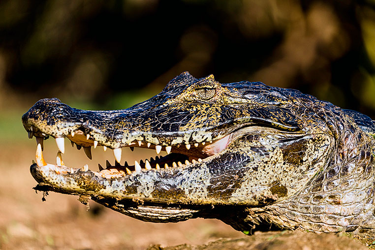 Bilder von Brasiliens Pantanal. Aufgenommen von Benny Rebel auf der Fotosafari 2018 durch das Pantanal. Fotoreisen mit Benny Rebel.
www.Fotosafari-Fotoreise.de