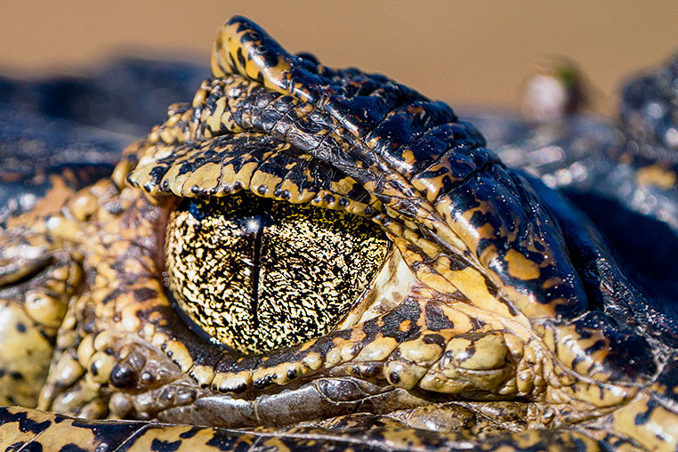 Bilder von Brasiliens Pantanal. Aufgenommen von Benny Rebel auf der Fotosafari 2018 durch das Pantanal. Fotoreisen mit Benny Rebel.
www.Fotosafari-Fotoreise.de