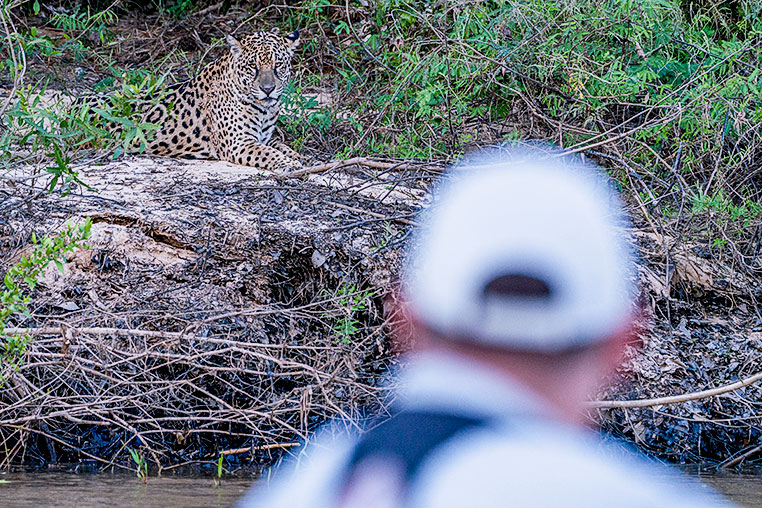 Bilder von Brasiliens Pantanal. Aufgenommen von Benny Rebel auf der Fotosafari 2018 durch das Pantanal. Fotoreisen mit Benny Rebel.
www.Fotosafari-Fotoreise.de
