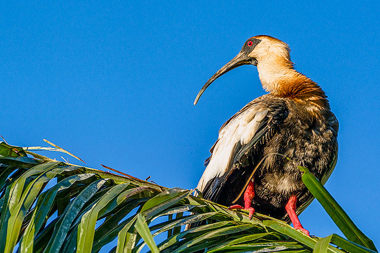 Bilder von Brasiliens Pantanal. Aufgenommen von Benny Rebel auf der Fotosafari 2018 durch das Pantanal. Fotoreisen mit Benny Rebel.
www.Fotosafari-Fotoreise.de