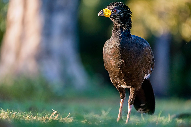 Bilder von Brasiliens Pantanal. Aufgenommen von Benny Rebel auf der Fotosafari 2018 durch das Pantanal. Fotoreisen mit Benny Rebel.
www.Fotosafari-Fotoreise.de