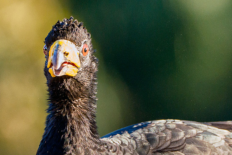 Bilder von Brasiliens Pantanal. Aufgenommen von Benny Rebel auf der Fotosafari 2018 durch das Pantanal. Fotoreisen mit Benny Rebel.
www.Fotosafari-Fotoreise.de