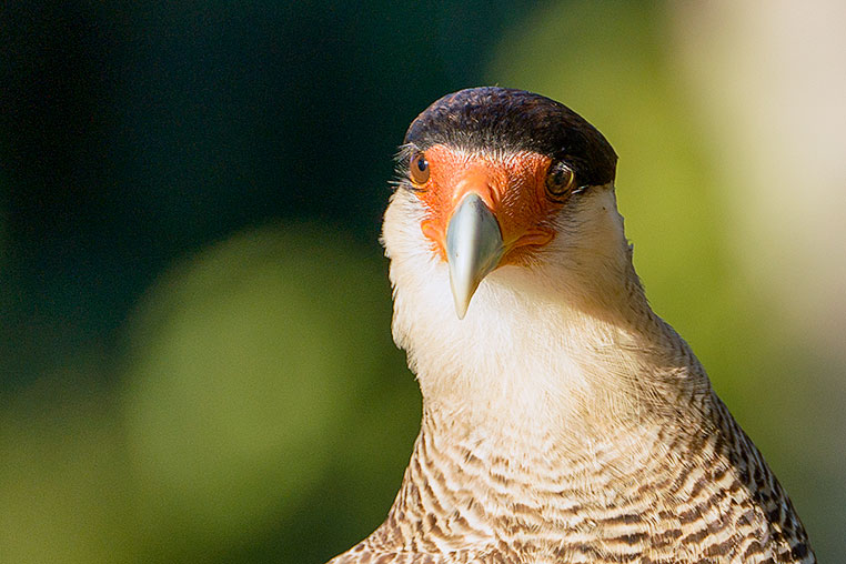 Bilder von Brasiliens Pantanal. Aufgenommen von Benny Rebel auf der Fotosafari 2018 durch das Pantanal. Fotoreisen mit Benny Rebel.
www.Fotosafari-Fotoreise.de