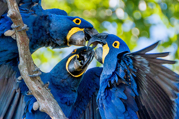 Bilder von Brasiliens Pantanal. Aufgenommen von Benny Rebel auf der Fotosafari 2018 durch das Pantanal. Fotoreisen mit Benny Rebel.
www.Fotosafari-Fotoreise.de